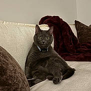 Boob is registered to the contest to win money with this photo: cat, gray_cat, pet, feline, animal, sitting, lounging, couch, sofa, collar, indoors, living_room, blanket, pillows, home, portrait, wide_eyes, fur, relaxed, funny_pose