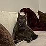cat, gray_cat, pet, feline, animal, sitting, lounging, couch, sofa, collar, indoors, living_room, blanket, pillows, home, portrait, wide_eyes, fur, relaxed, funny_pose