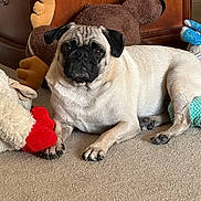 Otis joined the competition — help win amazing prizes! animal, beige, carpet, companion, cozy, cute, dog, ears, furniture, home, indoor, looking_at_camera, moose, paw, pet, plush_toys, pug, relaxed, snout, stuffed_animal