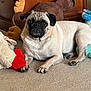 animal, beige, carpet, companion, cozy, cute, dog, ears, furniture, home, indoor, looking_at_camera, moose, paw, pet, plush_toys, pug, relaxed, snout, stuffed_animal