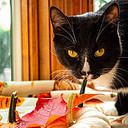 Leo joined the competition — help win amazing prizes! cat, black_and_white_cat, pumpkin, white_pumpkin, orange_pumpkin, autumn_leaf, fall_decor, indoor, window, wooden_frame, curious_cat, yellow_eyes, close_up, animal, pet, seasonal, cozy, tablecloth, nature, still_life