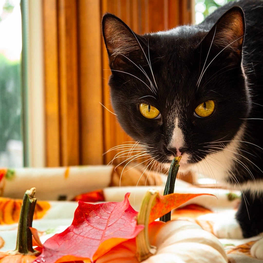 Leo joined the competition — help win amazing prizes! animal, autumn_leaf, black_and_white_cat, cat, close_up, cozy, curious_cat, fall_decor, indoor, nature, orange_pumpkin, pet, pumpkin, seasonal, still_life, tablecloth, white_pumpkin, window, wooden_frame, yellow_eyes