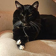 Sirius Black is registered to the contest to win money with this photo: cat, tuxedo_cat, black_cat, white_paws, pet, animal, feline, whiskers, yellow_eyes, crossed_paws, collar, chain, couch, sofa, indoors, portrait, seated, relaxed, cozy, closeup