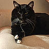 cat, tuxedo_cat, black_cat, white_paws, pet, animal, feline, whiskers, yellow_eyes, crossed_paws, collar, chain, couch, sofa, indoors, portrait, seated, relaxed, cozy, closeup