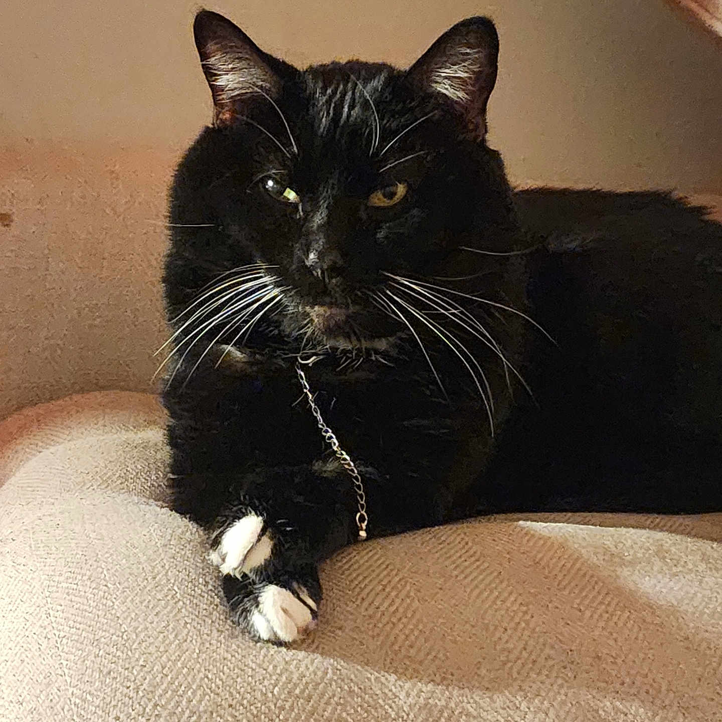 Sirius Black