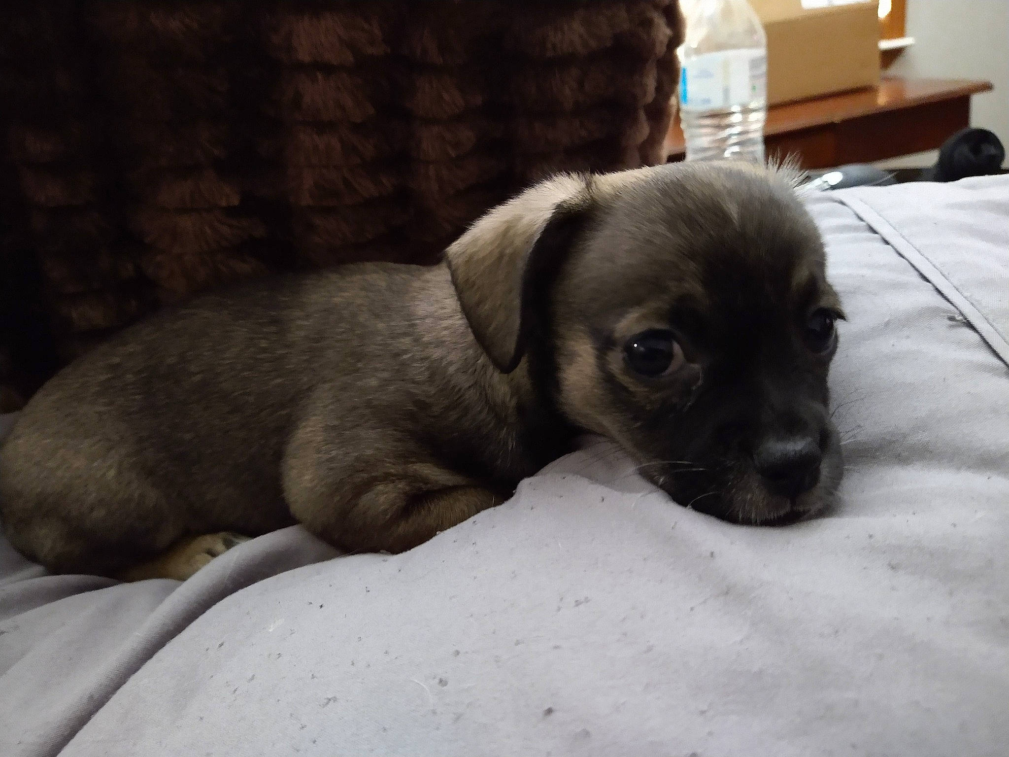 Sister joined the competition — help win amazing prizes! bored, canidae, carnivore, comfort, companion_dog, corgi_chihuahua, dog, dog_breed, fawn, flooring, fur, grey, liver, snout, sporting_group, terrestrial_animal, toy_dog, whiskers, wood, working_animal