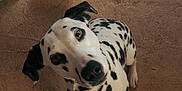 Lily joined the competition — help win amazing prizes! animal, black_spots, blanket, brown_floor, companion, curious, dalmatian, dog, floor, footwear, human_feet, indoor, looking_up, paw, pet, sandals, slow_feeder, texture, water_bowl, white_fur