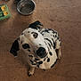 Lily joined the competition — help win amazing prizes! dalmatian, dog, pet, indoor, floor, water_bowl, slow_feeder, blanket, curious, looking_up, black_spots, white_fur, paw, footwear, sandals, human_feet, texture, brown_floor, animal, companion