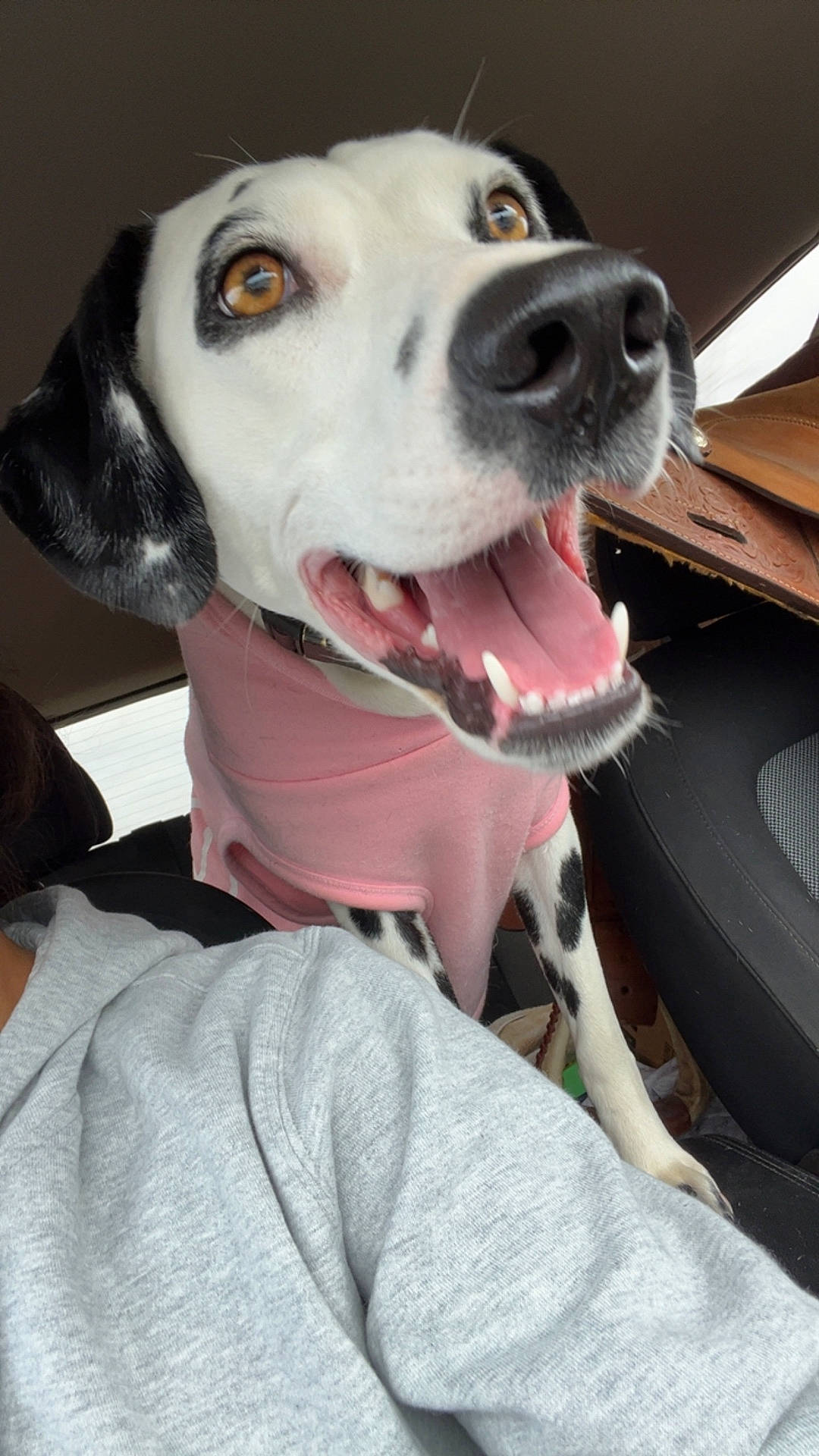 Lily is registered to the contest to win money with this photo: animal, black_and_white_fur, brown_eyes, car_interior, close_up, dog, happy, hoodie, indoor, leather_bag, mouth_open, person, pet, pink_sweater, portrait, seat, seatbelt, shoulder, tongue_out, window