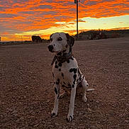 Lily is registered to the contest to win money with this photo: animal, clouds, collar, dalmatian, dirt_ground, dog, horse, landscape, nature, orange_sky, outdoor, pet, pole, rocks, rural, silhouette, sitting, sky, sunset, tractor