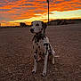 dalmatian, dog, sunset, sky, clouds, orange_sky, dirt_ground, rocks, animal, pet, outdoor, rural, tractor, horse, collar, sitting, landscape, nature, silhouette, pole