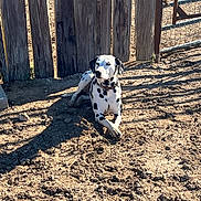 Lily joined the competition — help win amazing prizes! dalmatian, dog, animal, pet, outdoor, sunlight, shadow, dirt, fence, wood, metal_gate, resting, spot, collar, quiet, nature, daylight, canine, relaxing, rural