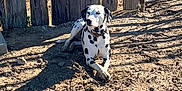 Lily joined the competition — help win amazing prizes! animal, canine, collar, dalmatian, daylight, dirt, dog, fence, metal_gate, nature, outdoor, pet, quiet, relaxing, resting, rural, shadow, spot, sunlight, wood