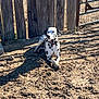 dalmatian, dog, animal, pet, outdoor, sunlight, shadow, dirt, fence, wood, metal_gate, resting, spot, collar, quiet, nature, daylight, canine, relaxing, rural