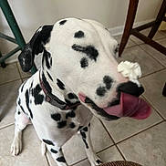 Lily is registered to the contest to win money with this photo: animal, black_spots, chair, collar, cute, dalmatian, dog, domestic, ear, funny, indoor, nose, pet, playful, sitting, stool, tile_floor, tongue, whipped_cream, white_fur