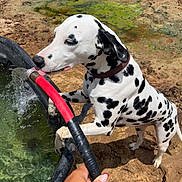 Lily is registered to the contest to win money with this photo: dalmatian, dog, water, hose, muddy_ground, outdoor, pet, animal, black_and_white, curious, thirsty, collar, person_hand, container, licking, nature, summer, playing, spot, closeup