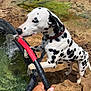 dalmatian, dog, water, hose, muddy_ground, outdoor, pet, animal, black_and_white, curious, thirsty, collar, person_hand, container, licking, nature, summer, playing, spot, closeup