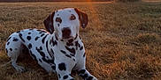 Lily is registered to the contest to win money with this photo: dalmatian, dog, animal, pet, outdoor, grass, field, sunset, sun, nature, rural, farm, fence, tree, sky, peaceful, relaxed, laying_down, brown_grass, evening