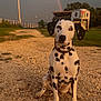 dalmatian, dog, animal, sitting, gravel_path, rainbow, sunset, golden_hour, rural, grass, fence, trailer, outdoor, pet, spot, nature, sky, calm, daylight, portrait