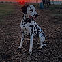 Lily is registered to the contest to win money with this photo: animal, dalmatian, dog, evening, farm, fence, field, grass, happy, horse, landscape, mammal, nature, outdoor, pet, rural, sitting, sky, sunset, woodchips