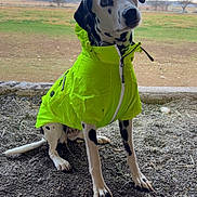 Lily joined the competition — help win amazing prizes! black_spots, bright_color, cloudy_sky, collar, dalmatian, dirt_ground, dog, farm_building, field, grass, head_tilt, neon_jacket, outdoors, paws, portrait, raincoat, rural, sitting, sky, windmill