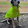 black_spots, bright_color, cloudy_sky, collar, dalmatian, dirt_ground, dog, farm_building, field, grass, head_tilt, neon_jacket, outdoors, paws, portrait, raincoat, rural, sitting, sky, windmill