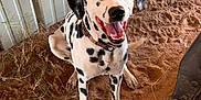 Lily joined the competition — help win amazing prizes! dog, dalmatian, smiling, sitting, dirt, metal_shed, brown, black_and_white, pet, happy, ears, collar, tongue_out, outdoor, animal, paw_prints, rustic, grass, canine, fur