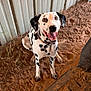 dog, dalmatian, smiling, sitting, dirt, metal_shed, brown, black_and_white, pet, happy, ears, collar, tongue_out, outdoor, animal, paw_prints, rustic, grass, canine, fur