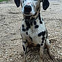 Lily joined the competition — help win amazing prizes! animal, canine, cloudy_sky, collar, dalmatian, dog, ears, fur, grass, gravel, ground, looking, muddy, nature, outdoor, pets, portrait, sitting, spot, trees