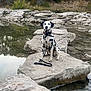 Lily is registered to the contest to win money with this photo: dalmatian, dog, animal, pet, sitting, leash, rock, stone, water, river, outdoor, nature, greenery, cliff, reflection, calm, landscape, wildlife, spot, canine