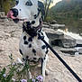 Lily joined the competition — help win amazing prizes! dalmatian, dog, animal, pet, leash, collar, rock, river, water, wildflowers, nature, outdoor, sunset, tongue, spot, mammal, flora, scenery, tree, quiet
