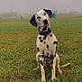 Lily joined the competition — help win amazing prizes! dalmatian, dog, grass, field, outdoor, pet, animal, sitting, collar, curious, tilted_head, nature, foggy, canine, spot, muzzle, ears, four_legs, fur, daylight