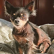 Hercule participe au concours pour gagner de l'argent avec cette photo : dog, chihuahua, pet, bed, blanket, headboard, fur, ears, eyes, portrait, sunlight, indoor, cozy, small_dog, looking_at_camera, bedding, mammal, nose, paws, whiskers