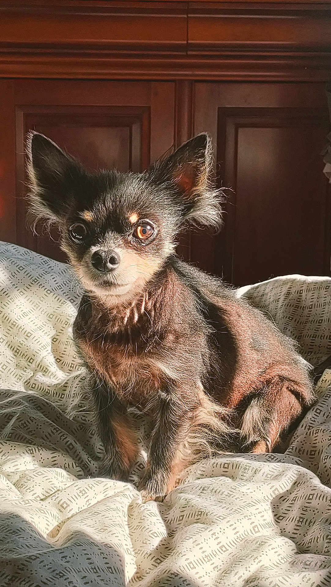 Hercule participe au concours pour gagner de l'argent avec cette photo : dog, chihuahua, pet, bed, blanket, headboard, fur, ears, eyes, portrait, sunlight, indoor, cozy, small_dog, looking_at_camera, bedding, mammal, nose, paws, whiskers