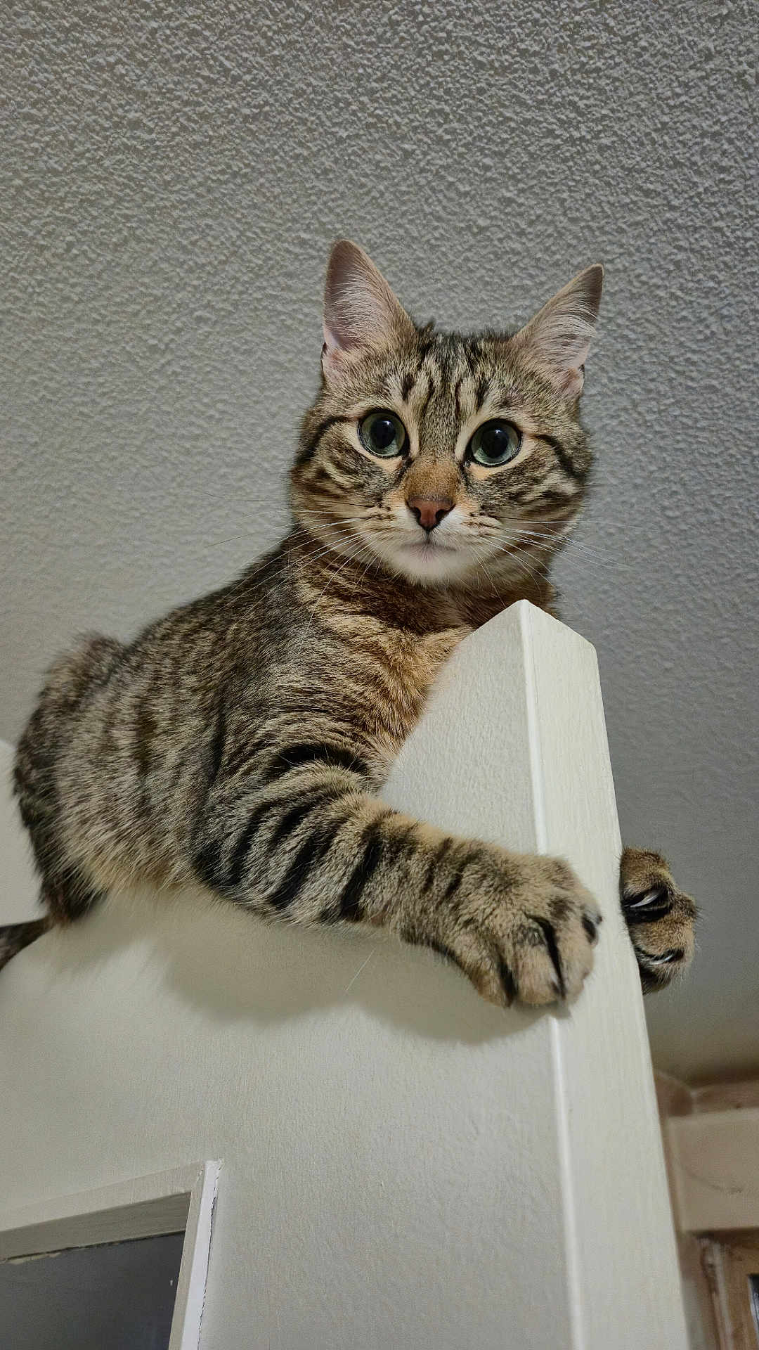 Poupette participe au concours pour gagner de l'argent avec cette photo : cat, tabby, indoor, doorframe, animal, pet, whiskers, fur, claws, curious, wide_eyes, paws, texture, ceiling, wall, closeup, portrait, feline, climbing, home