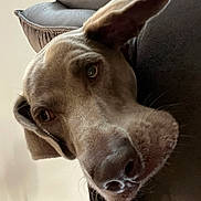 Harley is registered to the contest to win money with this photo: dog, close_up, ears, face, pet, indoor, resting, couch, brown, snout, animal, fur, canine, calm, portrait, looking, house, cozy, light, background