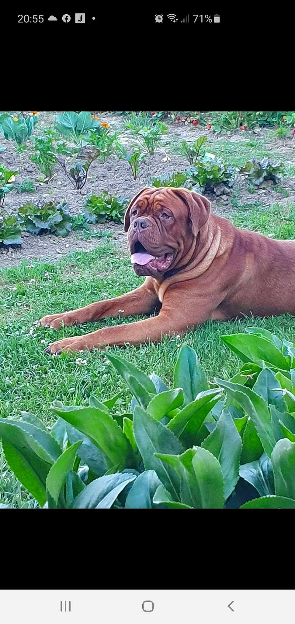 Odin