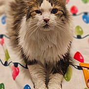 Bart joined the competition — help win amazing prizes! cat, fluffy, pet, animal, indoor, blanket, colorful, pattern, scissors, relaxed, cute, feline, whiskers, paws, domestic, fur, closeup, laying, expression, background