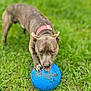 Blue joined the competition — help win amazing prizes! dog, canine, brindle, brown_coat, blue_ball, ball, grass, lawn, outdoor, pet, collar, red_collar, paw, tongue, wet_nose, close_up, portrait, blurred_background, playful, chewing