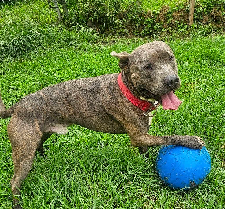 Blue joined the competition — help win amazing prizes! dog, brindle, pitbull, blue_ball, red_collar, grass, panting, tongue_out, playful, outdoor, lawn, pet, canine, muscular, happy, snout, paw, play, greenery, dirt