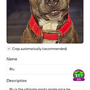Blue is registered to the contest to win money with this photo: dog, pet, close_up, portrait, red_collar, collar, brindle_coat, brown, muzzle, ears, eyes, indoor, blurred_background, app_ui, screenshot, text_field, name_field, description_box, profile_picture, icon