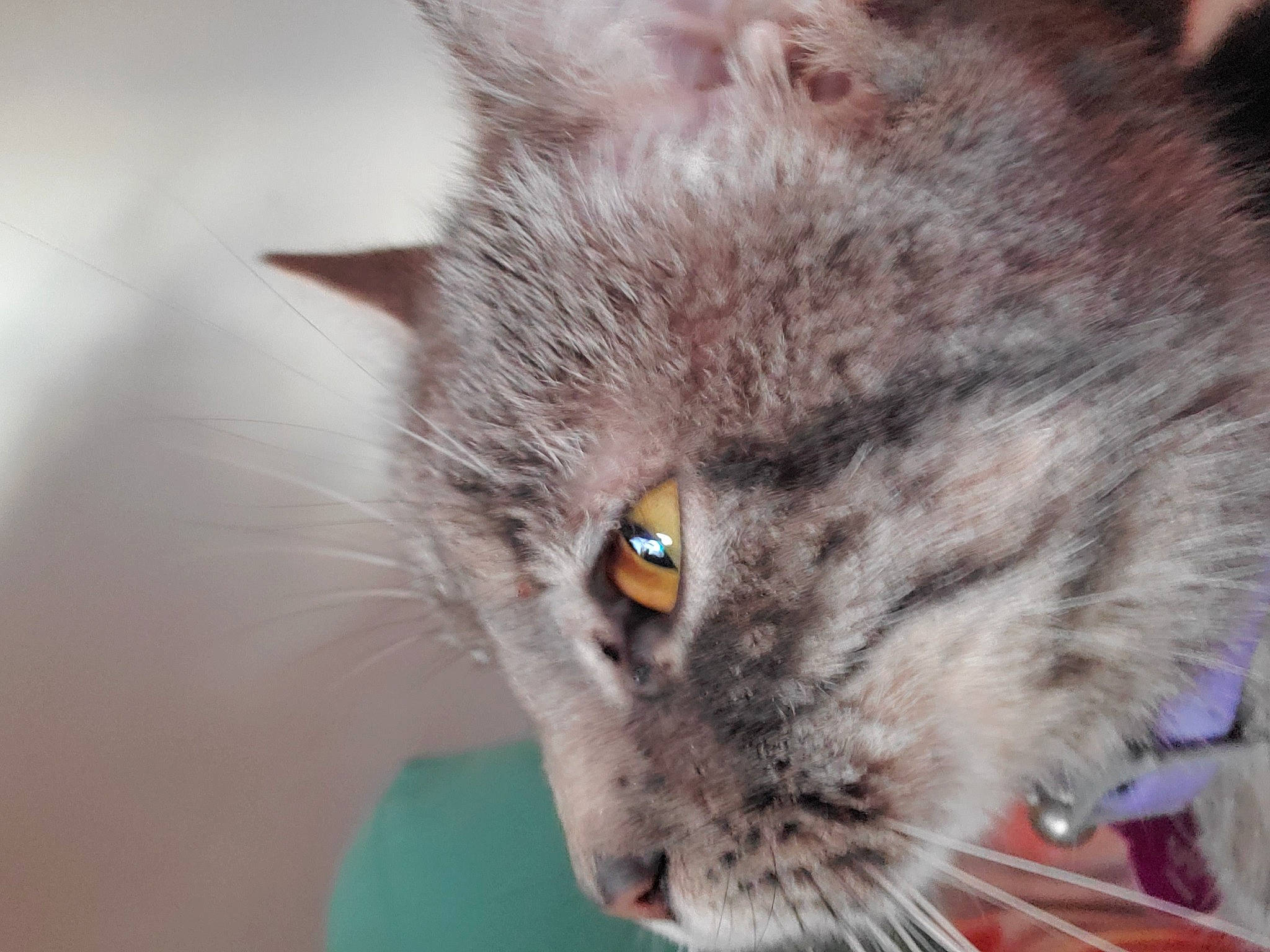 Isis is registered to the contest to win money with this photo: british_longhair, carnivore, cat, close_up, domestic_short_haired_cat, ear, eye, felidae, fur, grey, macro_photography, small_to_medium_sized_cats, snout, terrestrial_animal, whiskers, wildlife