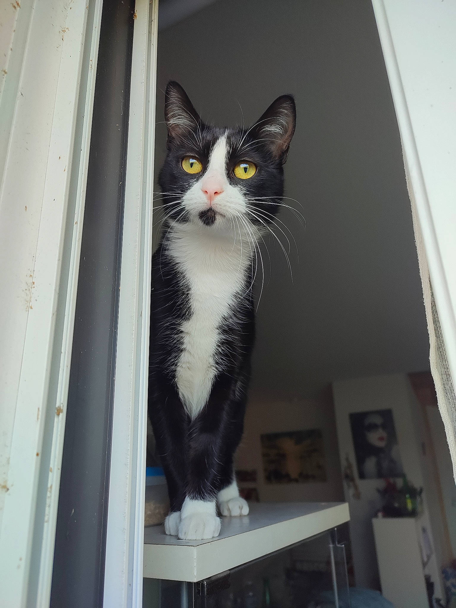 Themis a rejoint le concours — aidez-le/la à gagner de superbes lots ! carnivore, cat, domestic_short_haired_cat, felidae, fur, grey, monochrome_photography, small_to_medium_sized_cats, snout, stairs, tail, whiskers, window, wood