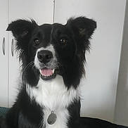 Luna participe au concours pour gagner de l'argent avec cette photo : dog, border_collie, black_and_white, pet, animal, sitting, bed, fur, tag, ears, friendly, indoor, canine, looking, portrait, cute, domestic_animal, happy, whiskers, nose