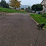 autumn, cloudy, dog, fog, grass, greenery, house, leash, nature, outdoor, pavement, quiet, road, rural, scenic, sidewalk, small_dog, tree, village, walk