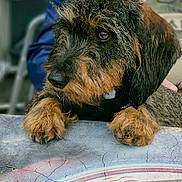 Pistou participe au concours pour gagner de l'argent avec cette photo : background_blur, bearded_man, black_fur, brown_fur, casual_clothing, closeup, daylight, dog, face, faded_text, glasses, leisure, outdoor, paws, pet, portrait, scruffy, seated, table, watching