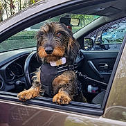 Pistou participe au concours pour gagner de l'argent avec cette photo : dog, car, car_door, window, leash, harness, outdoor, tree, leaves, parked_car, pet, animal, brown_dog, curious, front_seat, reflection, nature, daytime, transportation, vehicle