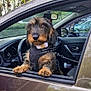 dog, car, car_door, window, leash, harness, outdoor, tree, leaves, parked_car, pet, animal, brown_dog, curious, front_seat, reflection, nature, daytime, transportation, vehicle