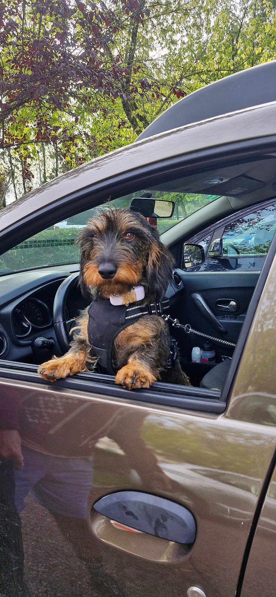 Pistou participe au concours pour gagner de l'argent avec cette photo : dog, car, car_door, window, leash, harness, outdoor, tree, leaves, parked_car, pet, animal, brown_dog, curious, front_seat, reflection, nature, daytime, transportation, vehicle