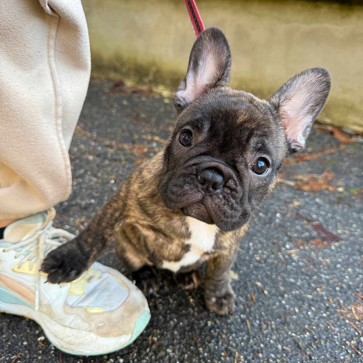 Vaïa a rejoint le concours — aidez-le/la à gagner de superbes lots ! accessories, animal, boxer, bulldog, canine, clothing, dog, footwear, frenchbulldog, leash, pants, pet, pitbull, puppy, runningshoe, shoe, sneaker, soil, strap, suede